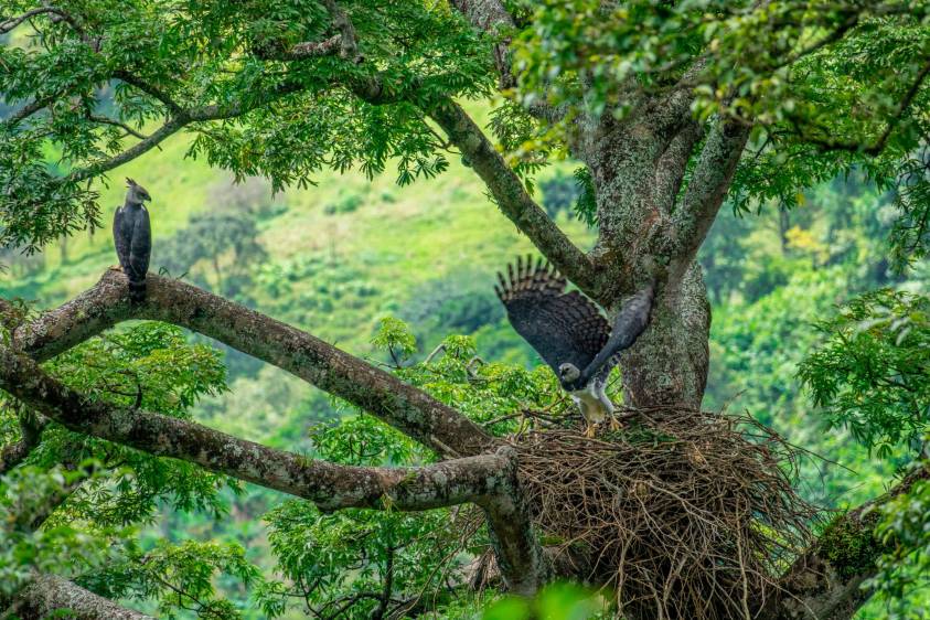 Las águilas arpías suelen ser cazadas por curiosidad. Mateo Giraldo, biólogo y director del proyecto Grandes Rapaces Colombia tiene registrados 30 casos de caza de esta especie, pero cree que son muchos más. Foto Cortesía Proyecto Grandes Rapaces Colombia.