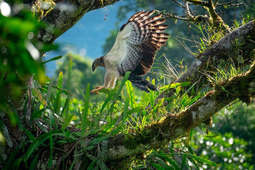 Este año se registro por primera vez un nacimiento de águila arpía menor en Colombia. Mateo Giraldo hace parte del equipo que está monitoreando este nuevo pichón. Foto Cortesía Proyecto Grandes Rapaces Colombia.