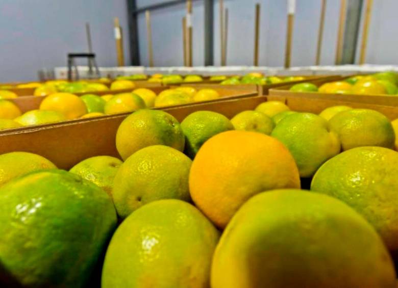 Repúbica Dominicana comenzará a importar naranja colombiana. FOTO Colprensa.