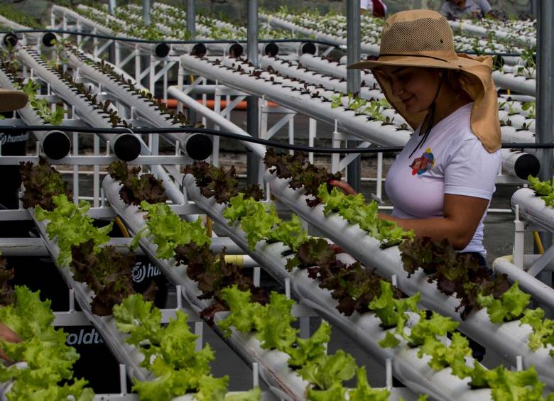 Las trabajadoras de las Terrazas Verdes vigilan que todos los cultivos estén en perfectas condiciones. FOTO JULIO CÉSAR HERRERA