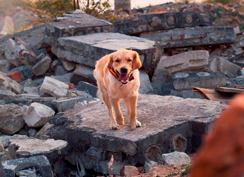 Como los perros y los gatos son depredadores, la evolución hizo que sus sentidos se desarrollaran en mayor medida. Foto: Sstock