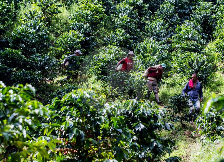 La lluvia perjudica los cafetales, que requieren de tiempo seco para alcanzar su florecimiento, según los expertos. Esto afectará la producción de Antioquia en 2021. FOTO JULIO CÉSAR HERRERA