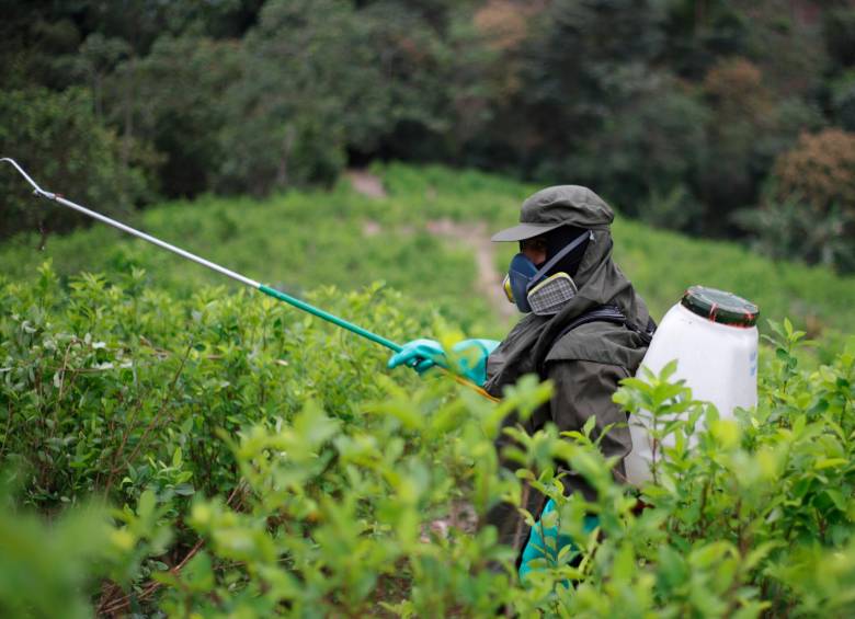 Con el giro de la política antidrogas, Petro ha señalado que su objetivo es golpear la riqueza de los grandes narcotraficantes y no afectar a los campesinos cultivadores. FOTO: COLPRENSA