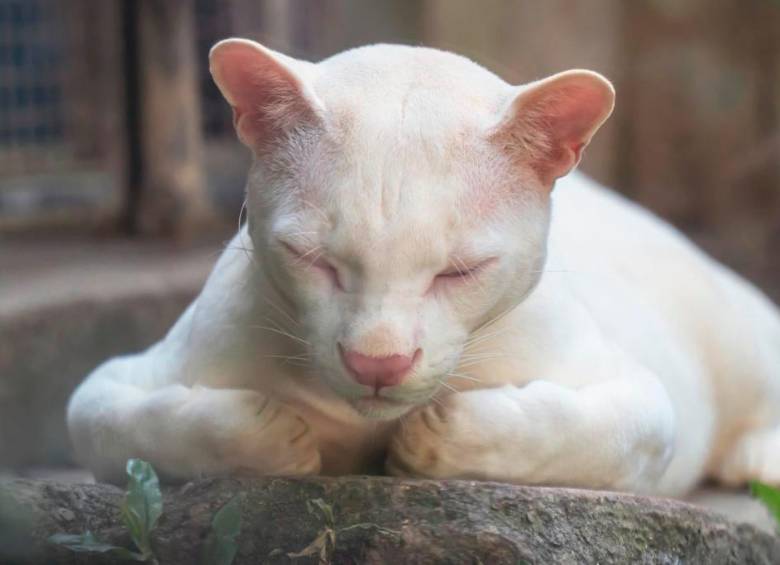 Con el cuidado de los expertos del Parque de la Conservación, la felina superó la etapa de la infancia, algo que prácticamente habría sido imposible en el hábitat natural. Foto: Cortesía.