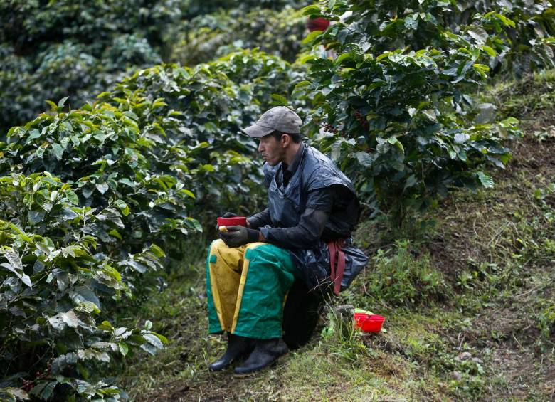 En Colombia hay unas 840.110 hectáreas sembradas de café. FOTO: Manuel Saldarriaga