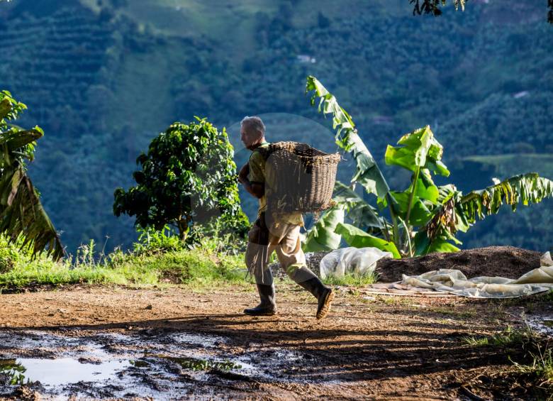 Los cafeteros del Suroeste pidieron ayuda del Gobierno Nacional para mermar el elevado precio de los insumos. FOTO JULIO CÉSAR HERRERA