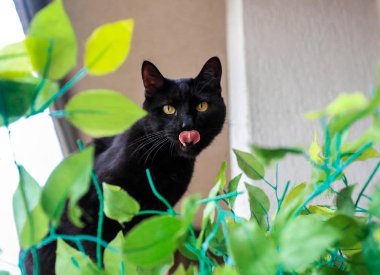 Los gatos negros son igual de amorosos y tiernos que los de cualquier otro color. FOTO camilo suárez