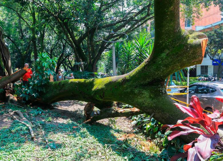 La existencia de un árbol trae un riesgo inherente de caída, la única forma de minimizarlo es brindarle los mejores cuidados. Foto Esneyder Gutiérrez