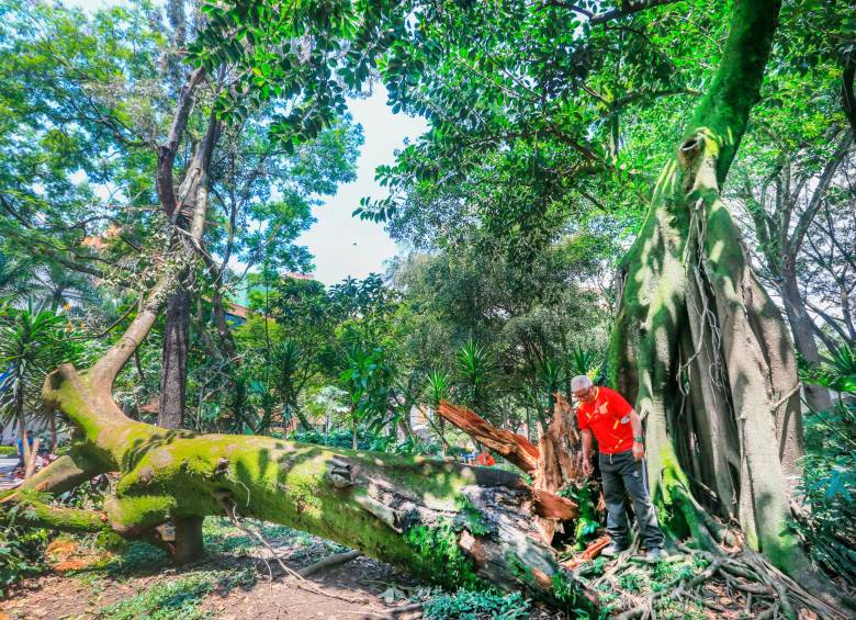 Según el Dagrd en lo que va del 2023 son 107 los incidentes de caídas de árboles, sobretodo en zonas residenciales del occidente, especialmente cuando la ciudad la sacude las fuertes tormentas. Foto Esneyder Gutiérrez