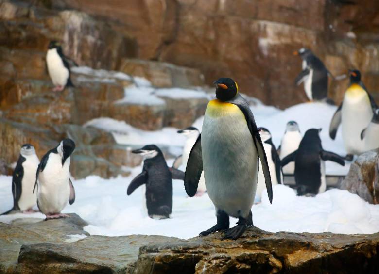 Alberga gran diversidad de animales marinos. Foto: Shutter
