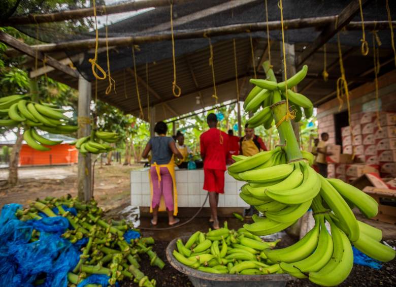 Podrán postularse pequeños productores de maíz, plátano, arroz, papa, yuca, caña panelera, cebolla, zanahoria, naranja, tomate de árbol, banano, tomate, mora, mango, limón, piña, ñame, fríjol y fresa. Foto: Camilo Suárez 