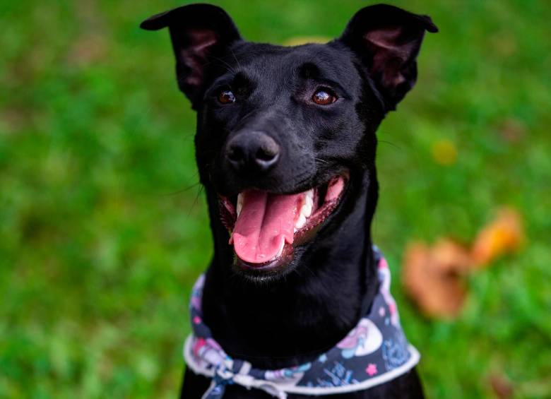 En Halloween proteja a gatos, perros y otros animales negros