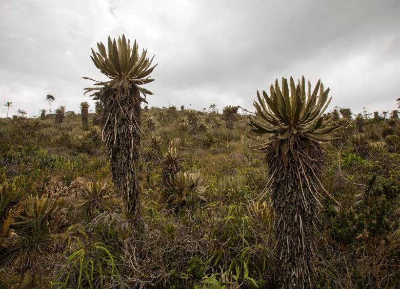 Antioquia cuenta con seis ecosistemas de páramo. FOTO ARCHIVO EL COLOMBIANO