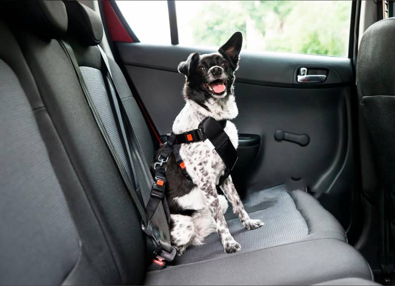 Perro con un arnés de pecho en el asiento trasero de un carro. Foto: Getty