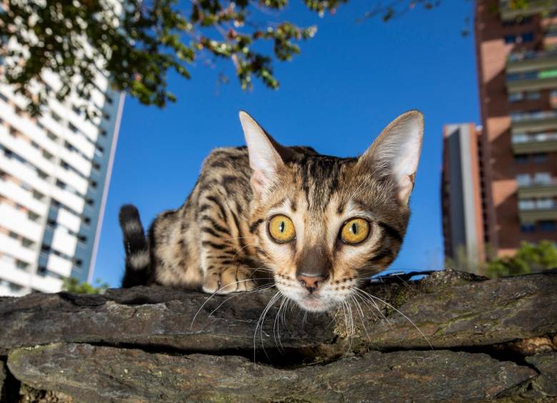 Los gatos bengalí se caracterizan por ser juguetones y buenos nadadores. Algunas veces los gatos domésticos se encuentran sin collar al lado de sus humanos. Foto: Edwin Bustamante