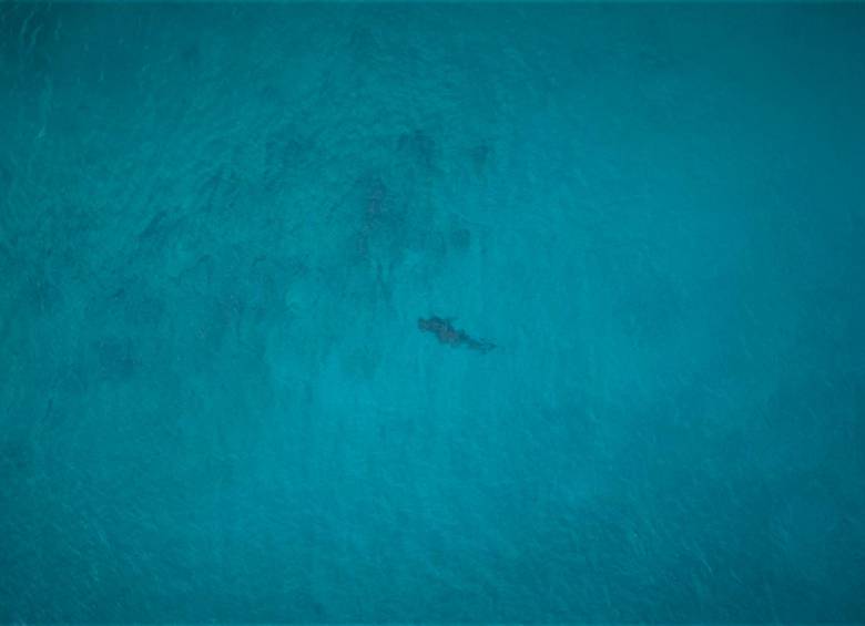 Los tiburones son una especie protegida en el Archipiélago de San Andrés. FOTO: Cortesía www.coralina.gov.co