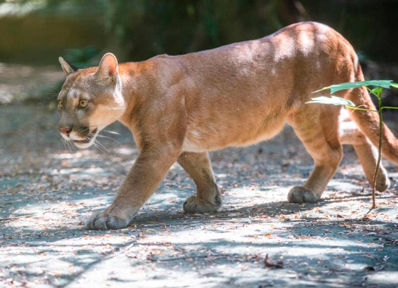 Las especies que llegan al lugar cuentan con los cuidados necesarios para su bienestar y conservación debido a que no son aptos para ser liberados. Foto: Esneyder Gutiérrez