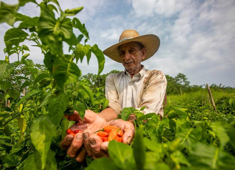 Según datos de la SAC, más del 80% de la mano de obra en el campo está en condiciones de informalidad. FOTO camilo suárez