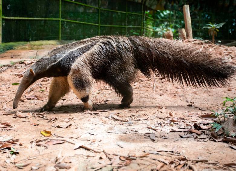 Osos hormigueros gigantes, cusumbos, titis pigmeos, tatabras, leones de monte, entre otros, son las especies que se albergan en Amazon Safari. Foto: Esneyder Gutiérrez