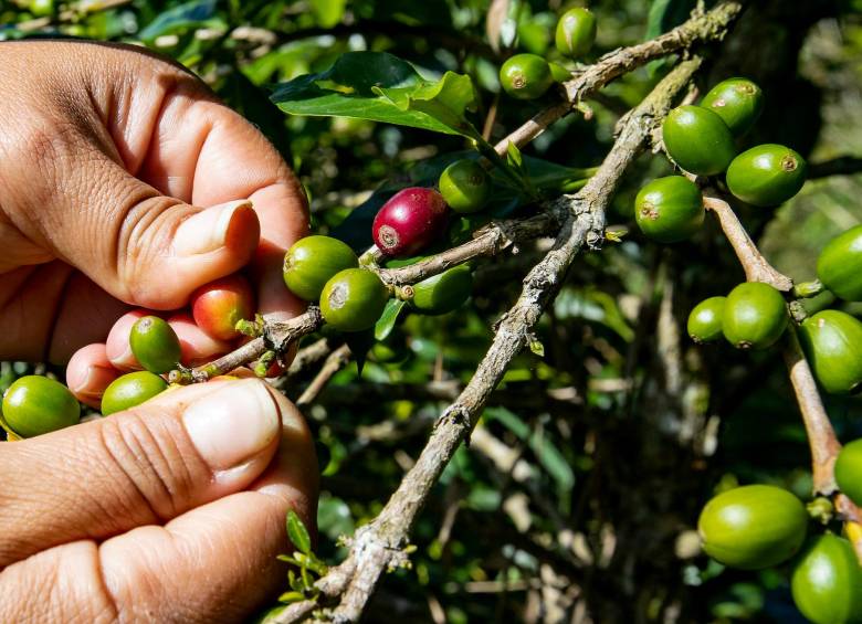 Anteriormente el máximo histórico en el precio de la carga interna se había alcanzado el pasado 26 de julio cuando llegó $1.905.000. Foto: Jaime Pérez Munévar