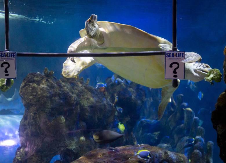 Esta es Yellow, una tortuga de 30 años de edad y que hace 15 años llegó al acuario Sealife de Benalmádena (Málaga). FOTO: EFE 