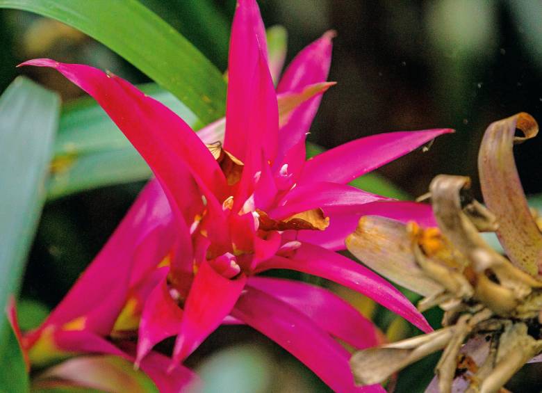 3.600 especies de bromelias, aproximadamente, han sido registradas a nivel global. En la imagen: Guzmania. FOTO CAMILO SUÁREZ.