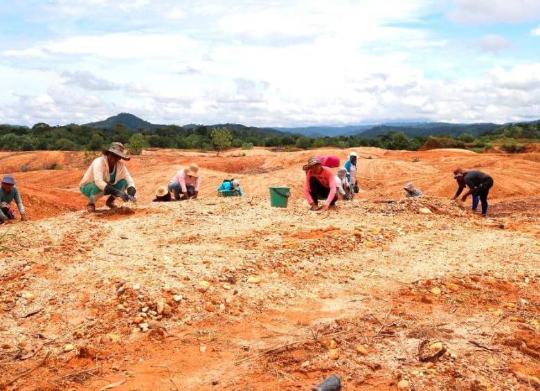 Así se veían los suelos antes de iniciar el proyecto de sembrar Acacia manguim en el Bajo Cauca. FOTO CORTESÍA USAID