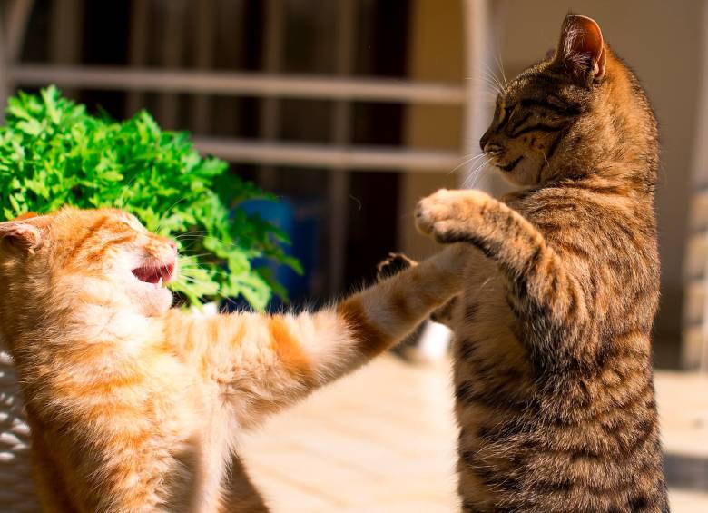 Esté atento a las señales físicas y auditivas de los gatos cuando están juntos. Si no están a gusto se les notará.