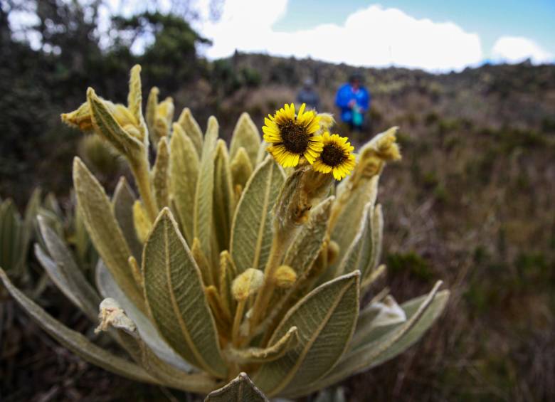 Frailejón de la especie Espeletia frontinoensis. FOTO: MANUEL SALDARRIAGA
