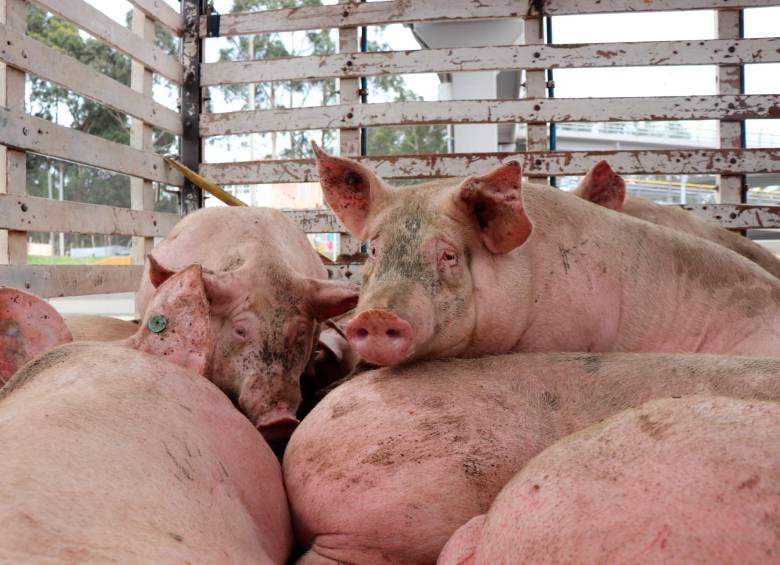 Según datos del IA, cada mes más de dos millones de animales vivos se movilizan por las carreteras de Colombia. Foto: Cortesía prensa Andrea Padilla
