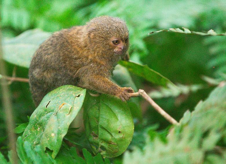 El tití pigmeo, uno de los monos más pequeños que existe y que comúnmente habitan la selva amazónica del noroeste de Brasil, Colombia, Ecuador y Perú, también se puede observar en el recorrido. Foto: Esneyder Gutiérrez