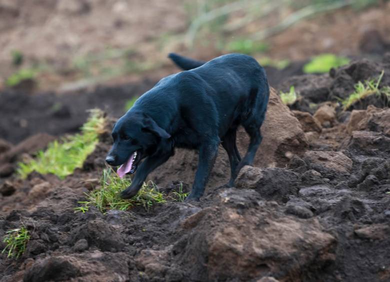 Video | La conmovedora historia de Jacob, el perro que busca a su familia en deslizamiento de Ecuador