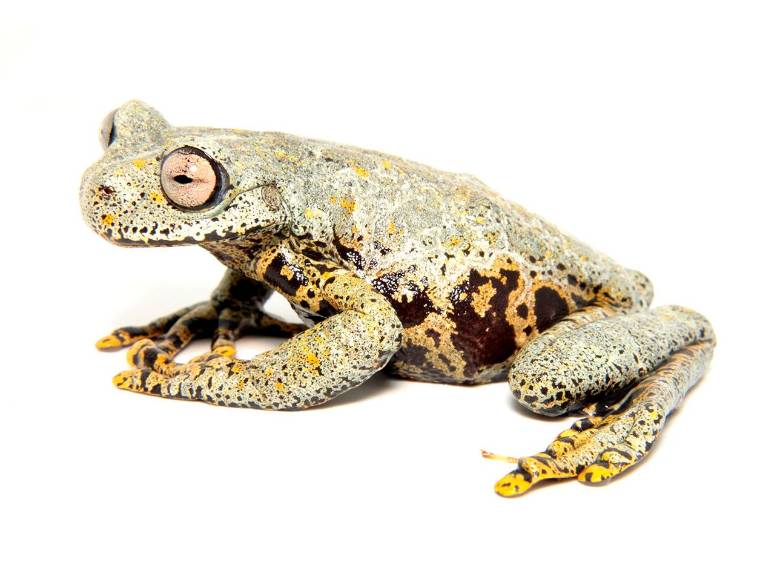 Así es la rana Hyloscirtus tolkieni, nombrada así en honor a J. R. R. Tolkien, que habita desde Venezuela hasta Bolivia y Ecuador. FOTO: CORTESÍA