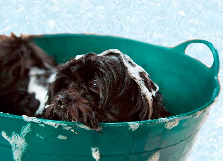 Mientras que los perros necesitan un baño cada 21 días, los gatos no necesitan uno, sin embargo, ambos deben ser peinados constantemente. Foto: Pixabay