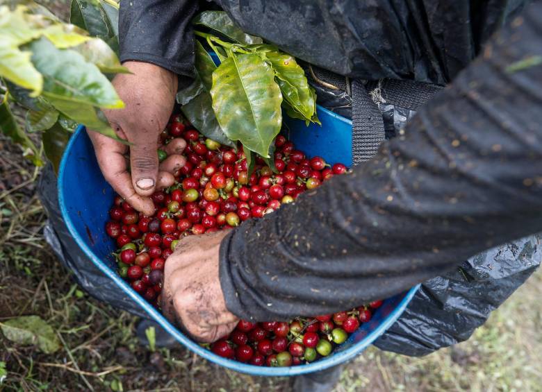 Concentrando el 65 % de la producción, el suroeste es la subregión más cafetera de Antioquia. FOTO MANUEL SALDARRIAGA