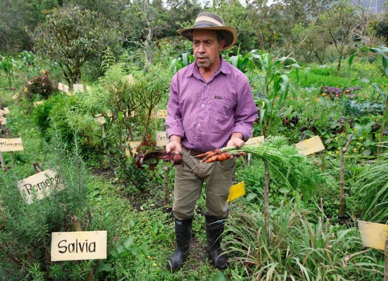 Carlos Osorio emplea solo el 40% de los 12.000 metros cuadrados de su finca para cultivo, otro 40% son potreros y el 20% restante cercas vivas para el beneficio de otras especies, demostrando que la acumulación de tierra para producir es un absurdo. FOTO edwin bustamante