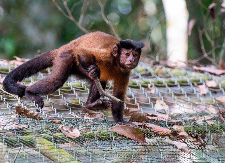 La mayoría de los animales que están en conservación fueron víctimas de tráfico de fauna y fueron rescatados por las corporaciones ambientales. Foto: Esneyder Gutiérrez