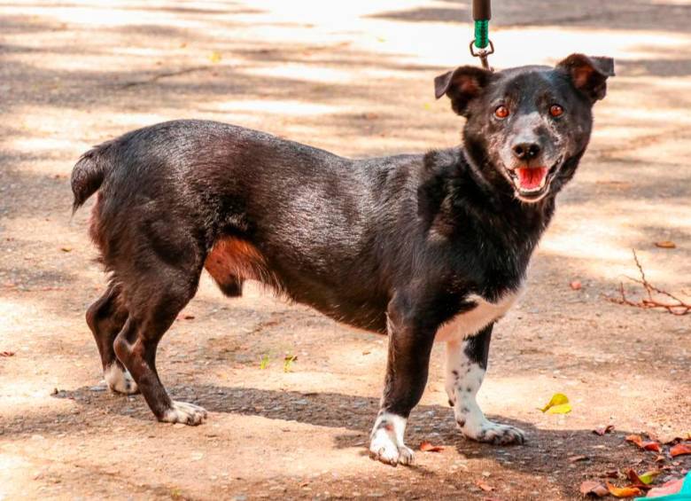 El 40% de los esterilizados este año han sido perros. Foto: Cortesía Área Metropolitana. 