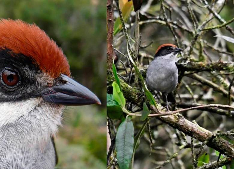 El montañerito paisa, también conocido como gorrión-montés paisa, se caracteriza por su copete rojo o cabeza color ladrillo. FOTO Instagram @proyecto.atlapetes