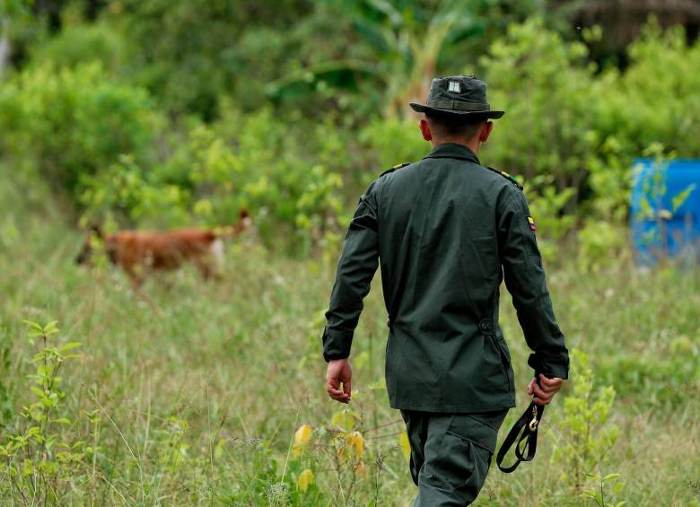 En Colombia hay 240.000 hectáreas de sembradíos de hoja de coca. FOTO COLPRENSA 