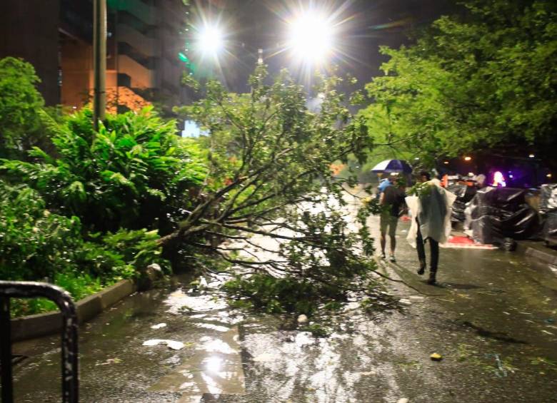 Las lluvias también tumbaron árboles. Foto: Camilo Suárez. 