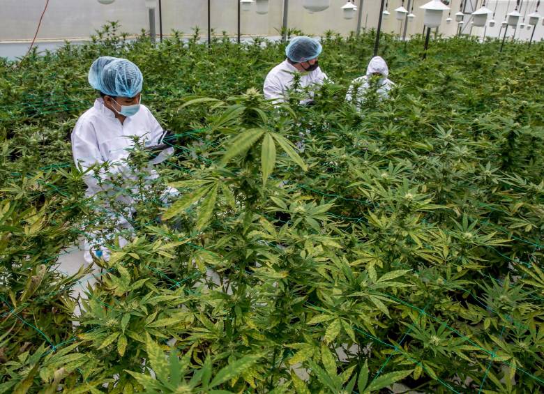 Expertos en política pública sobre sustancias psicoactivas señalan que estas decisiones representan un avance para la fabricación de alimentos con marihuana y su formalización. FOTO Juan Antonio Sánchez