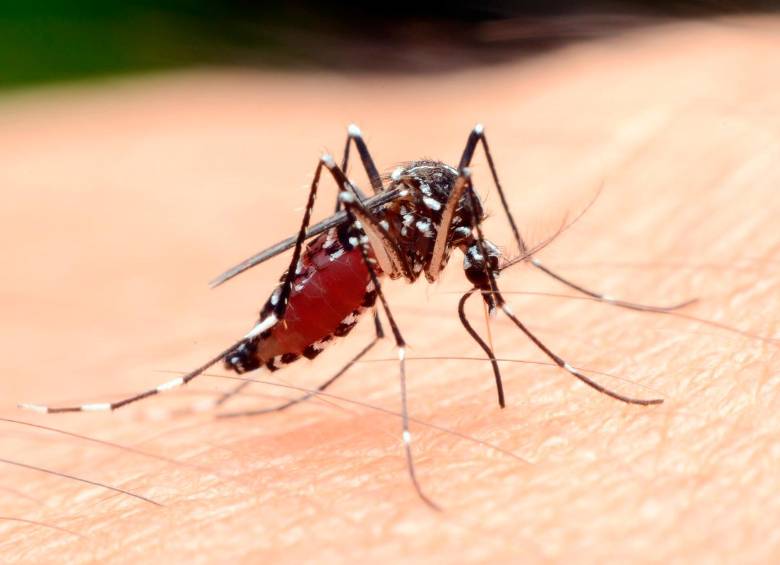 La vacuna fue probada con éxito en ratones. Foto: Shutterstock
