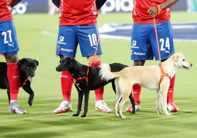 Actualmente existen más de 2.000 gatos y perros abandonados que esperan conseguir un nuevo hogar. Foto Donaldo Zuluaga