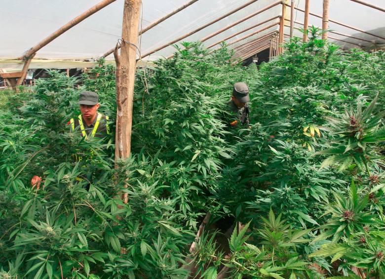 La EPS Capital Salud firma importante convenio para suministrar cannabis medicinal a sus afiliados. Foto: Cortesía. 