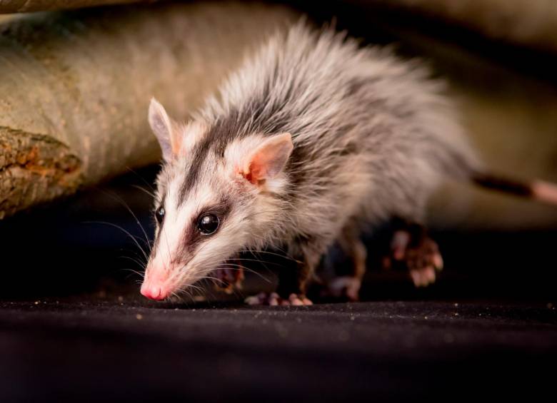 A diferencia de las ratas, que son gregarias (viven en comunidad), las zarigüeyas son solitarias. Además, tienen un cuerpo más grande (casi como el de un gato) y una cola prensil que les permite sujetarse a los arboles. FOTO SSTOCK
