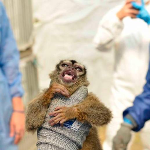 El operativo de rescate de fauna más grande en la historia de Colombia se realizó en el Centro de Investigación Científica Caucaseco. FOTO: Colprensa - CVC