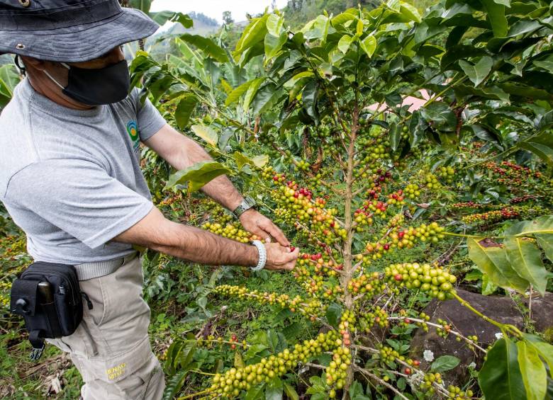 Fue en noviembre de 2021 cuando, por primera vez, la carga interna del café superó los $2 millones. Foto: Jaime Pérez 