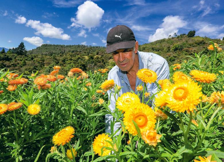 Jaime sigue cultivando flores y alimentos a sus 71 años. Tiene los mismos alientos y la creatividad de hace más de 30 años cuando empezó a cambiar paradigmas en el desfile. FOTO Jaime pérez