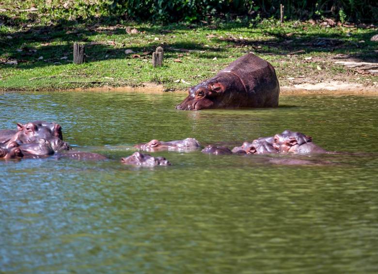 Los hipopótamos que se diseminan por el Magdalena configuran una amenaza contra la biodiversidad nativa del país. FOTO: JUAN A. SÁNCHEZ